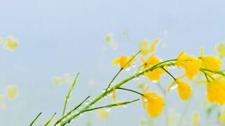 So Peaceful Video 2024 | Most Viral Video | Most Calming Video | Village Nature Video
