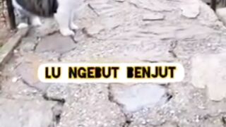 Kocheng Ras Mbuul Sangat Ditakuti