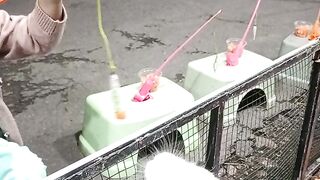 White rabbit makan wortel feeding