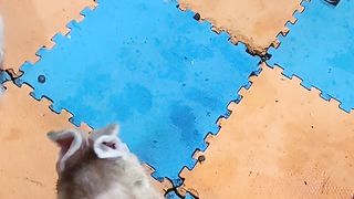 Cute funny rabbit