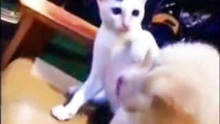 Kesian Hewan Doggy Dipukul Mpuuuus