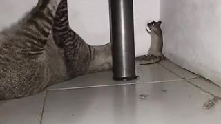 animal