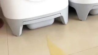 Kocheng Kencing Sembarangan