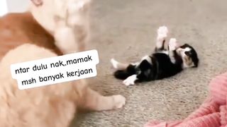 Kitten Posisi Syudah Siap Minta Digendong