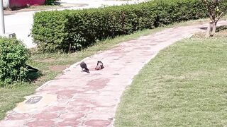 Hungry crows
