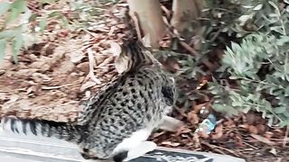 cat nice