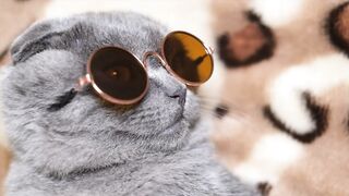 Cute gray cat with dark glasses turning his face to the camera