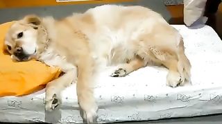 Dog has become the part of his life