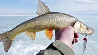 3 самые опасные речные рыбы, которых лучше обходить стороной.