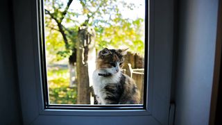 Beautiful cat meowing outside the window