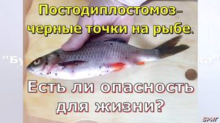 Постодиплостомоз - черные точки на рыбе . Есть ли опасность для жизни