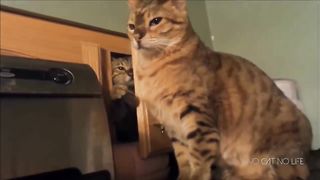 Funny Cats Compilation (Most Popular)