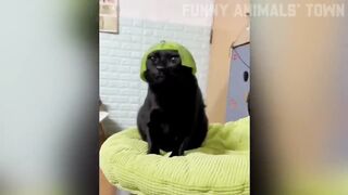 Funniest Cats and Dogs ????????