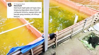 Pemupukan air kolam cukup berperan penting dalam pemijahan induk lele
