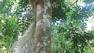 Reticulated python climbing a tree. Сетчатый питон взбирается на дерево.