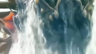 3 animals that lived on earth even before dinosaurs.