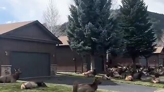 In Colorado, the deer decided to relax a little on the lawn near the house