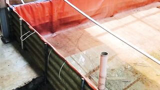 Pemberian pakan siang saat matahari terik, Apakah gak pengaruh ke ikan lele❓