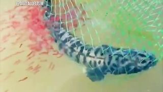 Рыбак отпустил пойманную рыбу , когда увидел сколько у неё мальков!