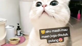 Kitten Marahin Induk Betina