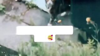 Ketika Sepasang Kocheng Saling Jatuh Cinta
