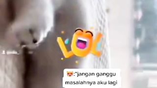 Ekspresi Kitten Sedang Tidur