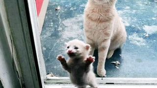Ekspresi Induk Betina Membawa Kitten Untuk Bisa Masuk Ke Dalam Rumah