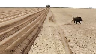 Desert animals