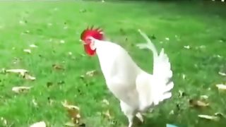 Funnyanimal????????