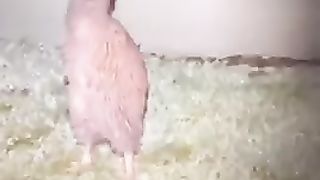 Rare kiwi bird is cought up in my phone