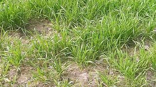 Fields beautiful