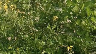 Grass amazing ????????