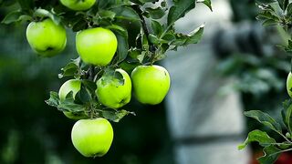 Green apples hanging on a tree