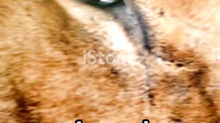 Jungle king lion