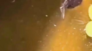 Anyone Know What These Fish Are Doing? ????