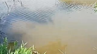 Lahan luas, modal tebal, cukup ilmu untuk management, pangsa pasar ada, insyaallah lancar budidaya