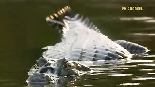 Fight Or Die- Otters Did This When Leopards Dared To Enter The Territory Of Predatory Otters