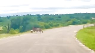 Foolish- Hyenas Destroyed His Life By Doing This In Lion Territory
