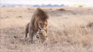 FOOLISH- Male Lion Suddenly Suffered The Fury Of Mad Buffaloes When Showing Excessive Excitement