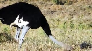 Dramatic Chase- The Mother Tries To Chase The Leopard To Save Her Cubs - Hyenas Vs Wildebeest