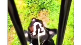 I dare you not to laugh