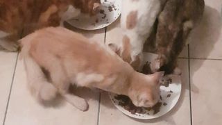 chats