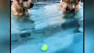 Two Dogs In Swimming Pool Viral Video