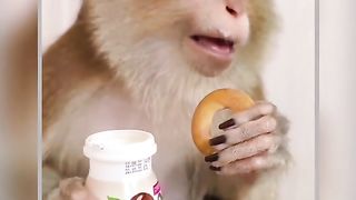 Talking Monkey Viral Video