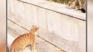 Two Cats Angry Talking Viral Video