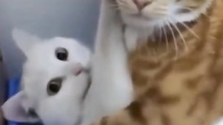 cute cat funny - part 3