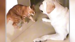 Cat Vs Dog Viral Video