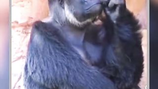 Monking Thinking About Own Self Viral Video