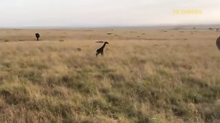 Giraffe Shows Strength- Lion Died Tragically When He Was Tortured By Africas Most Dangerous Prey