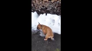Try Not To Laugh Dogs And Cats ???? - Funniest Animals Video 2023???? #Ever1